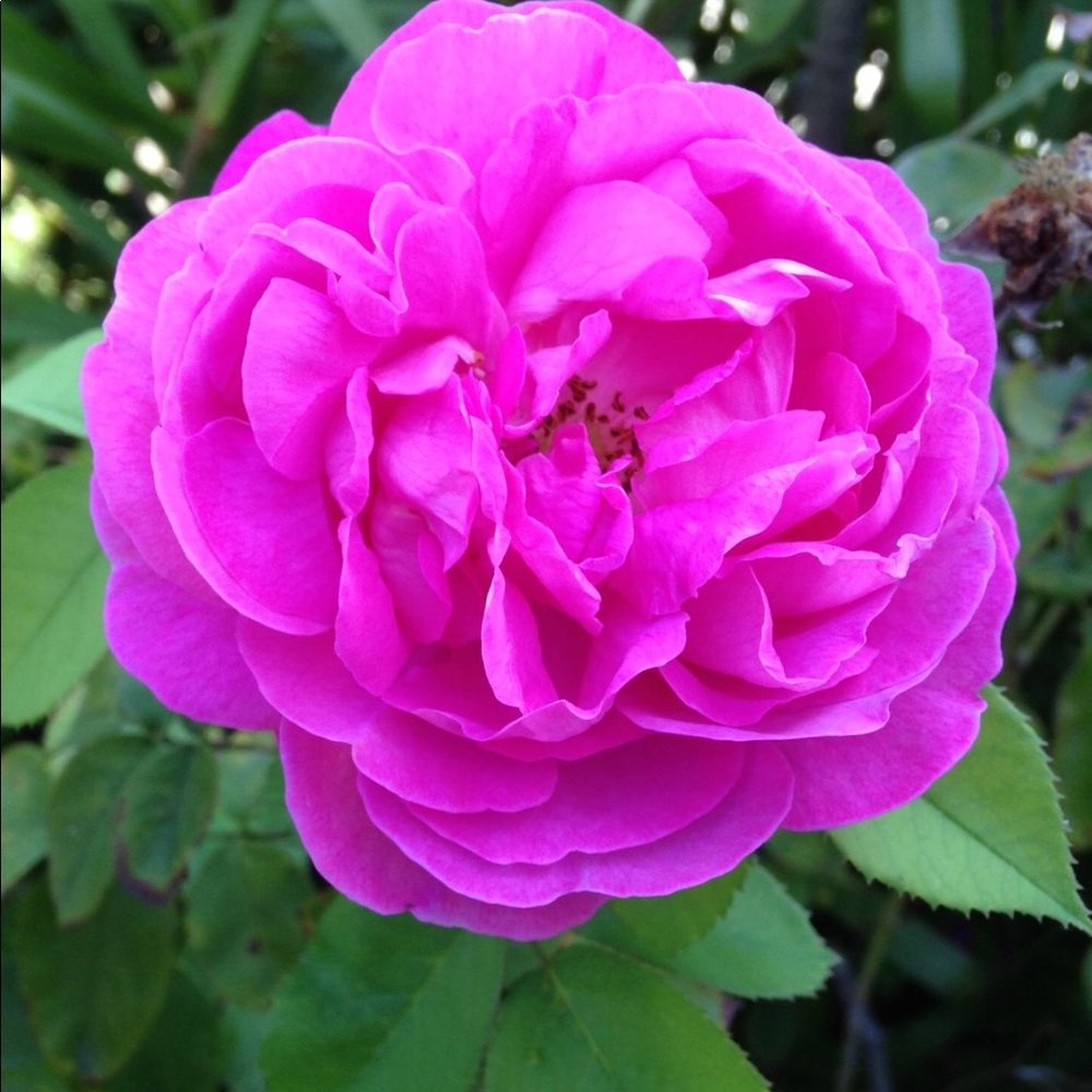 Meet your Posher, Angelina